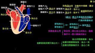 心臟循環口訣