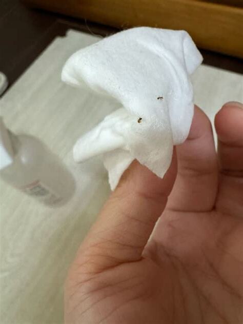 房間突然出現很多螞蟻