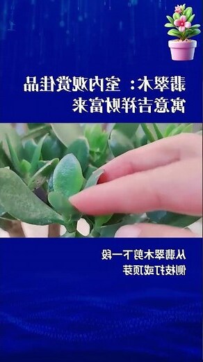 玉樹風水