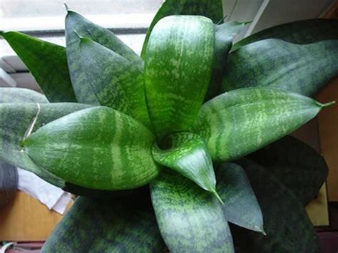 虎尾蘭風水禁忌