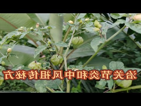 鬼后功效