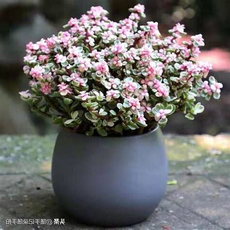 植物金枝玉葉