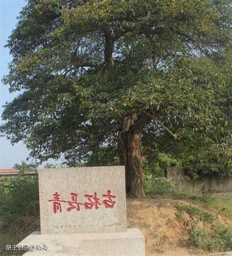 桑拓