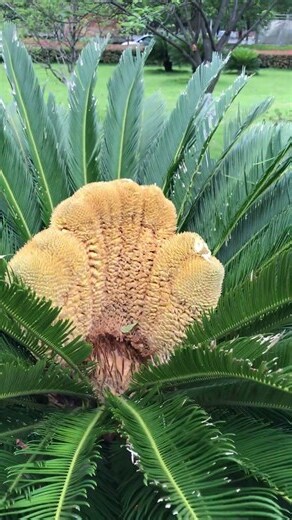 铁树开花