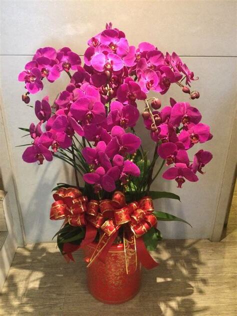 紅色蘭花