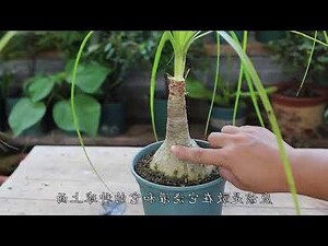 酒瓶蘭屬