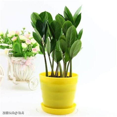 金錢樹會開花嗎