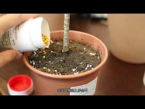 五彩千年木風水