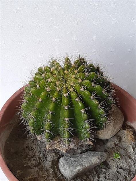 防小人仙人掌