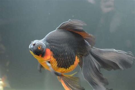 黑金魚