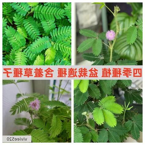 易種室內植物
