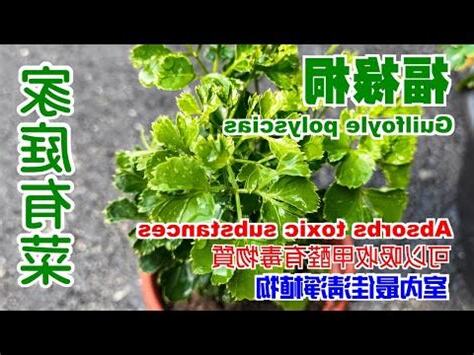 福祿桐風水
