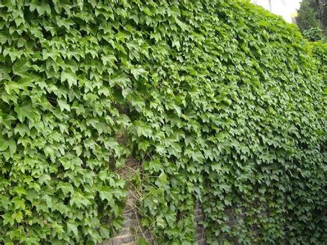 蔓生植物