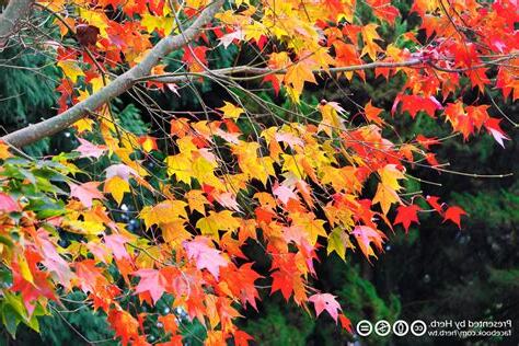 楓樹好種嗎