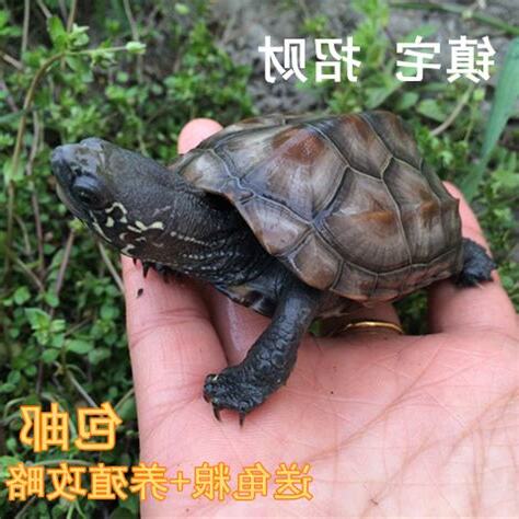 烏龜要養幾隻比較好