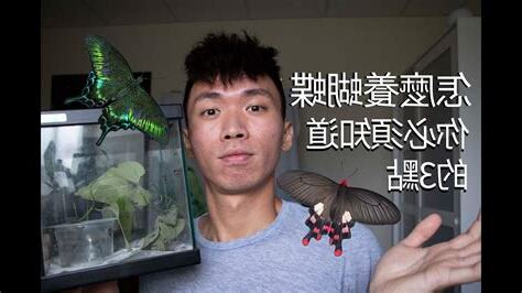 怎麼養蝴蝶