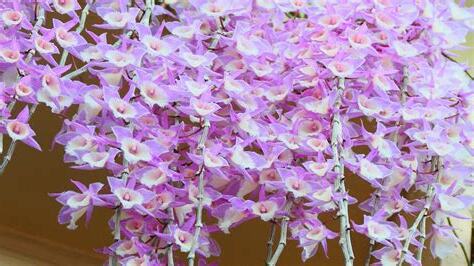 石斛蘭蘭花種類
