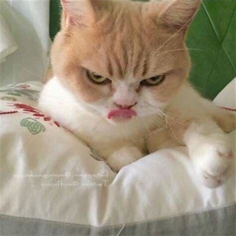 可愛生氣貓