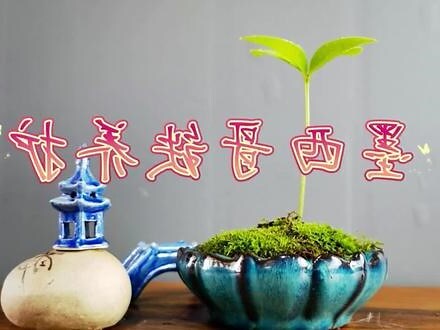 墨西哥鐵樹分株