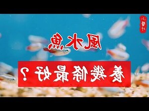 風水魚顏色