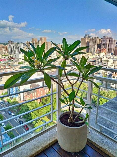 適合陽台的樹