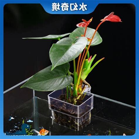 魚缸種植物