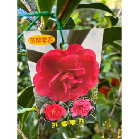 四季開花喬木