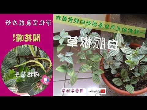 多葉蘭照顧