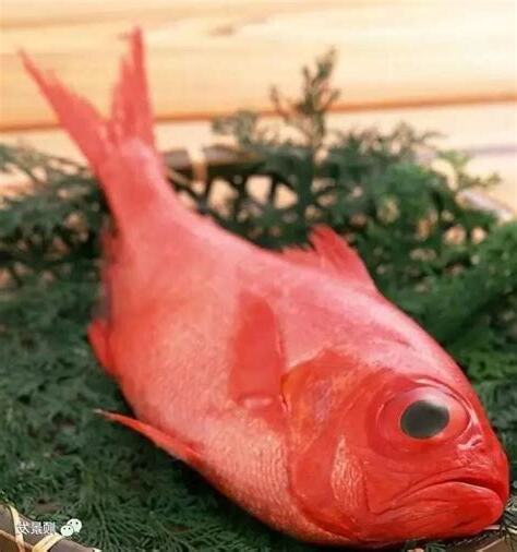紅寶石魚