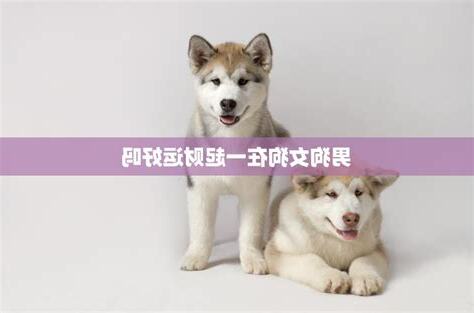 狗男狗女