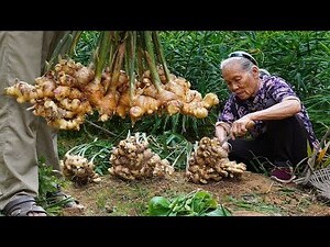 神婆薑蘇