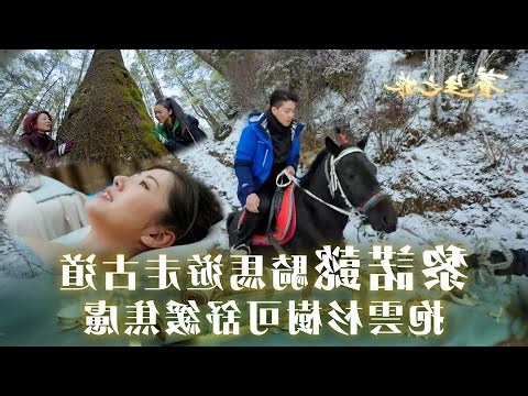 雲杉樹