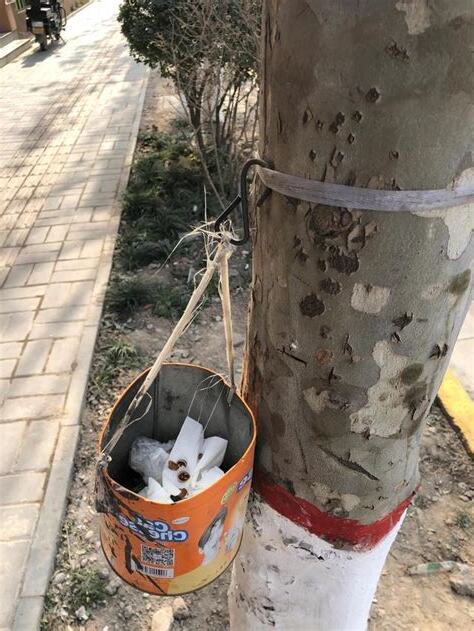 門口樹