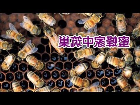 家中蜜蜂築巢