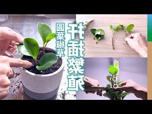 皺葉椒草繁殖