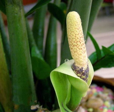 金钱树会开花吗