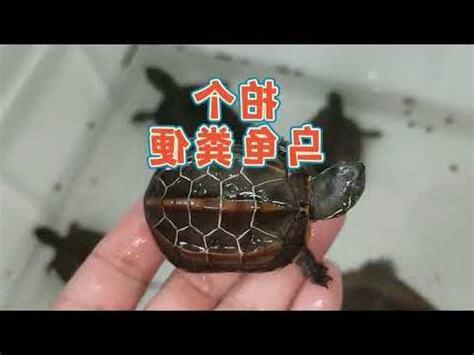 屎龜意思