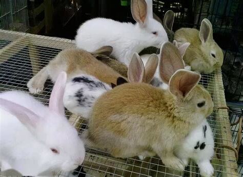 家裡養兔子好嗎