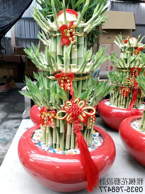 發財竹