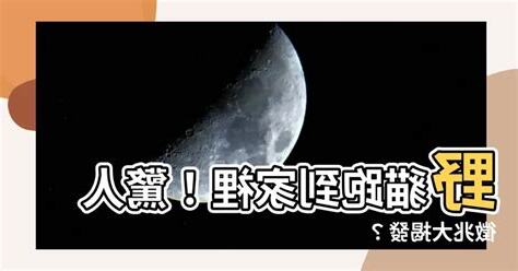 野貓跑到家裡