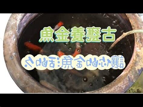 養魚先養水