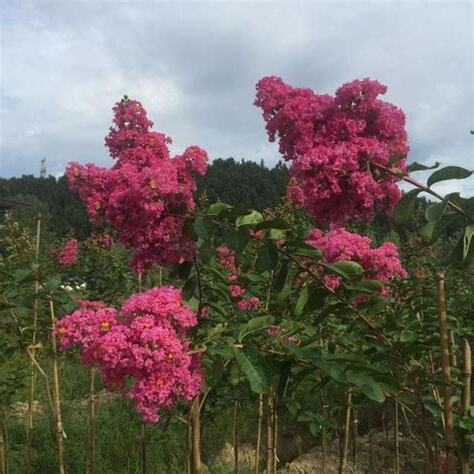 紫薇種植