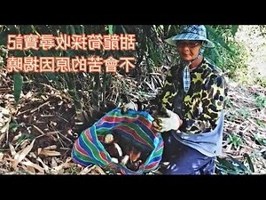 尋龍筍