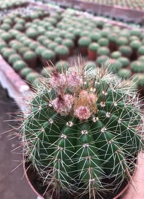 仙人球开花寓意