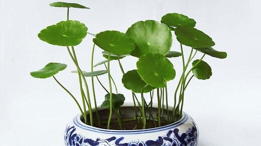 铜钱草可以种室内吗