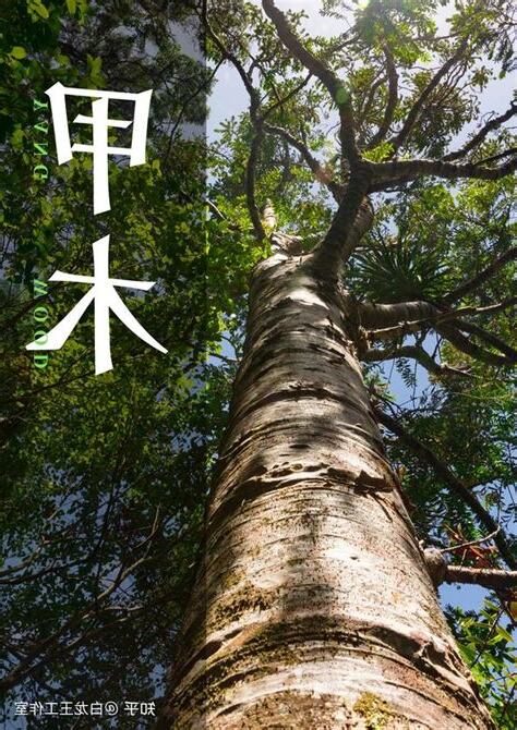 甲木
