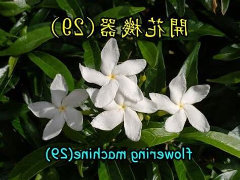 珍珠馬茶花風水