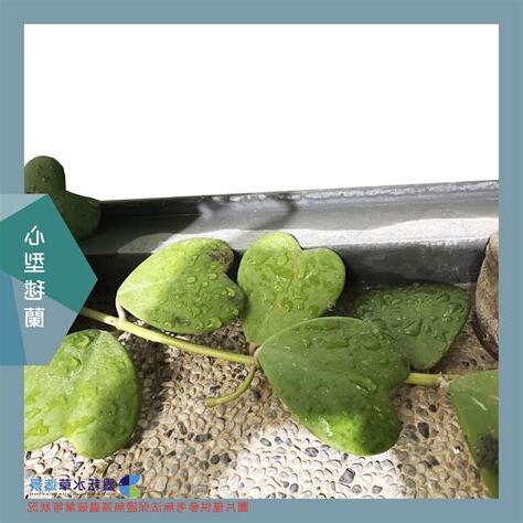 室外觀賞植物