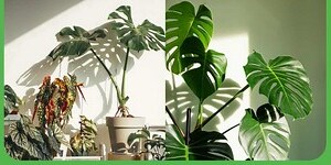 家裡適合種的植物