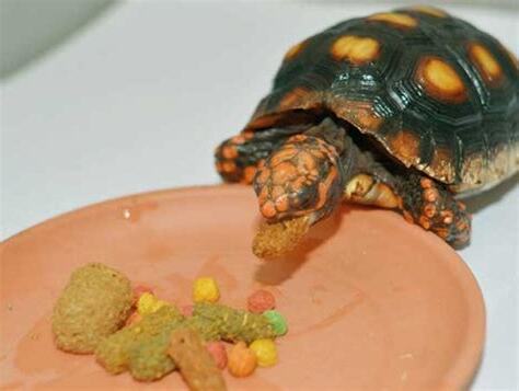 烏龜的食物